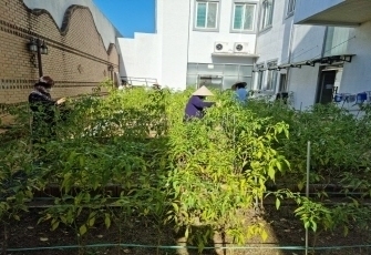 고추 텃밭가꾸기
